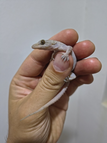 Tropical House Gecko