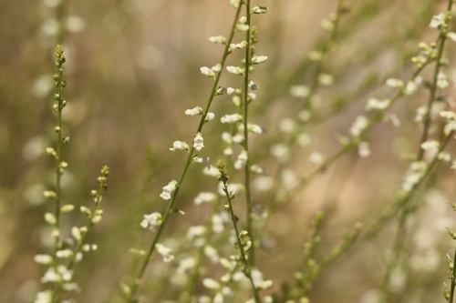 Anarrhinum forskaohlii