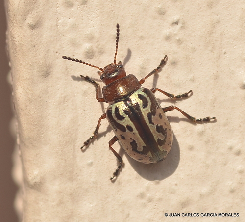 Calligrapha piceicollis