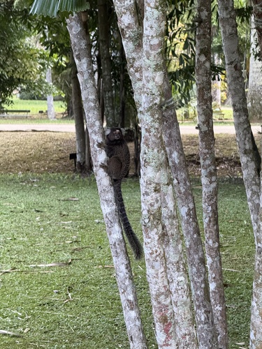 Common Marmoset
