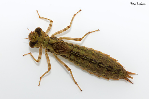 Anax imperator