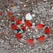 Filetail Ground Snake - Photo (c) Jake Scott, all rights reserved, uploaded by Jake Scott