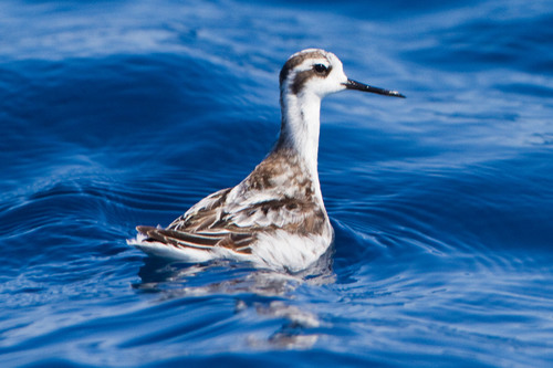 Red-necked Phalarope