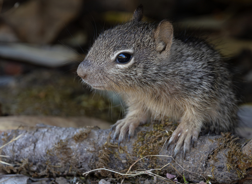 iNaturalist observation photo of Douglas's Ground Squirrel