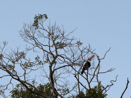 Toco Toucan