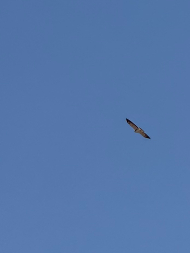 White-tailed Hawk