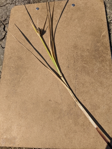 iNaturalist observation photo of Cyperoideae