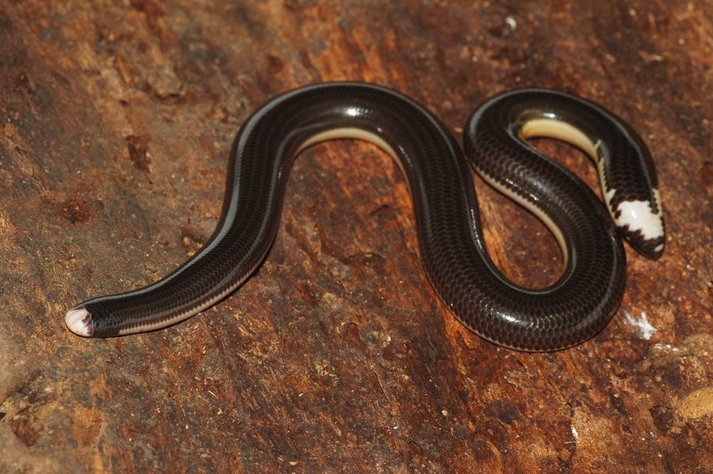 Cobra-cega (Typhlops reticulatus).