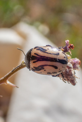 iNaturalist observation photo of Calligrapha sigmoidea