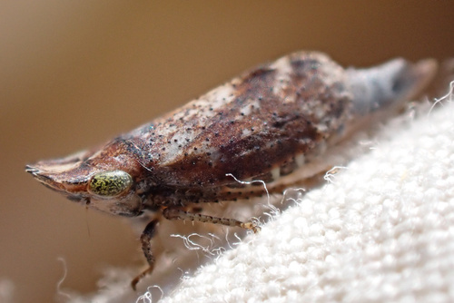 iNaturalist observation photo of Koebeliina