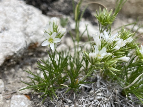 Hooker's sandwort
