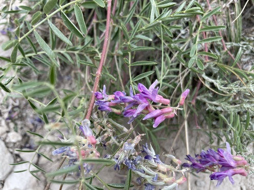 Two-grooved Milkvetch