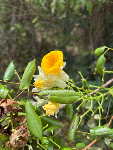 Adenocalymma alboaurantiacum