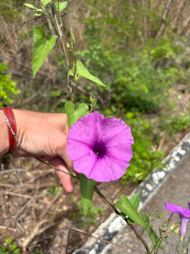 Ipomoea maurandioides