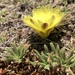 Gymnocalycium andreae - Photo (c) Rafa Lara, todos os direitos reservados, enviado por Rafa Lara