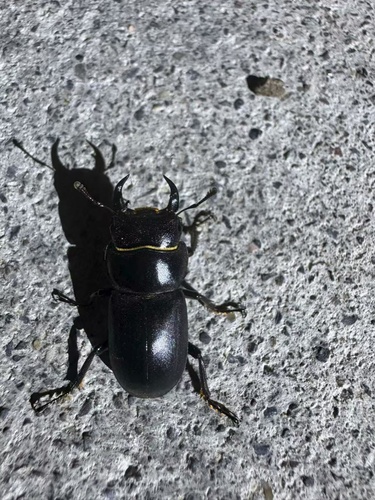 Dorcus davidis