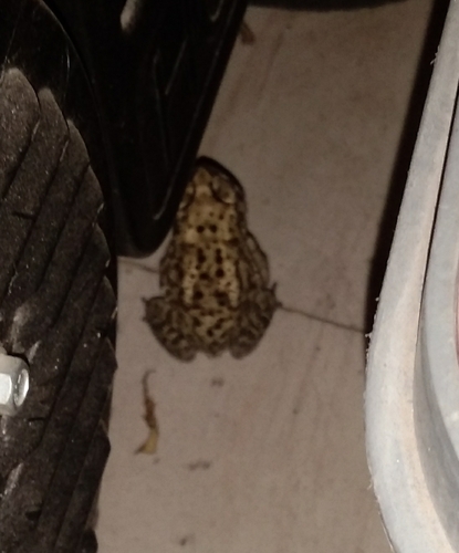 Asian Common Toad