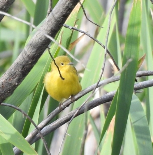 Northern Yellow Warbler