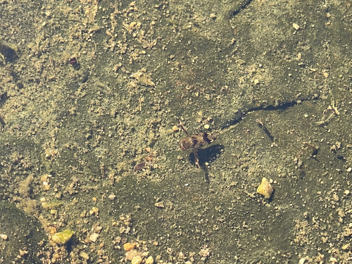 Graptocorixa abdominalis