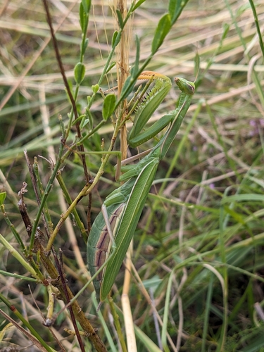 European Mantis