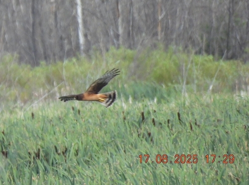 Northern Harrier
