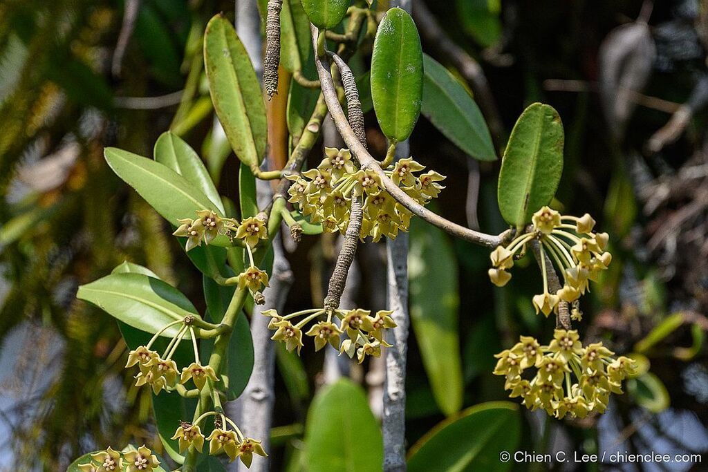 Wax plant