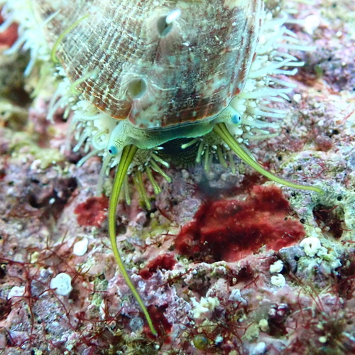Haliotis tuberculata