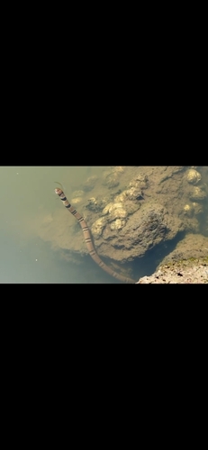 Ringed Water Cobra