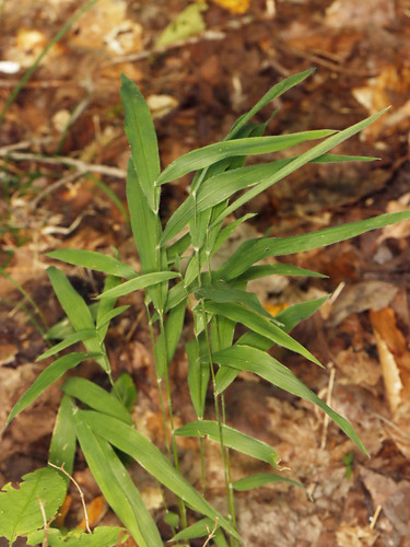 Brachyelytrum aristosum