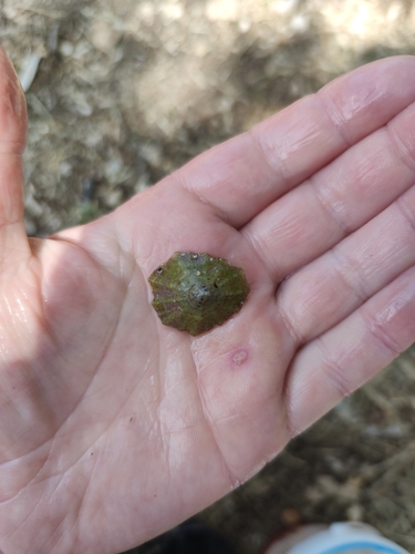 Patella caerulea