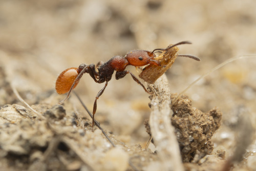 Chelaner longicepsChelaner longiceps