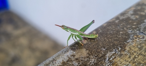 Genus Amatonga · iNaturalist