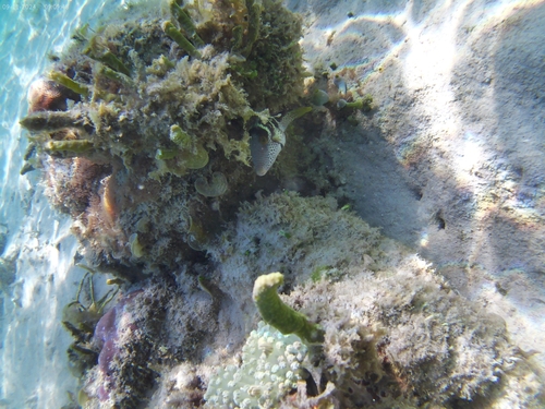 Canthigaster valentini