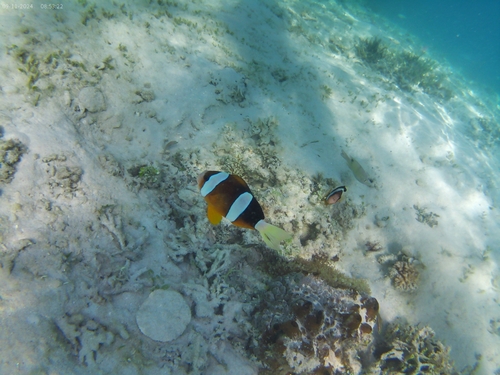Amphiprion clarkii
