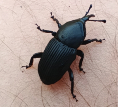 Sisal Weevil