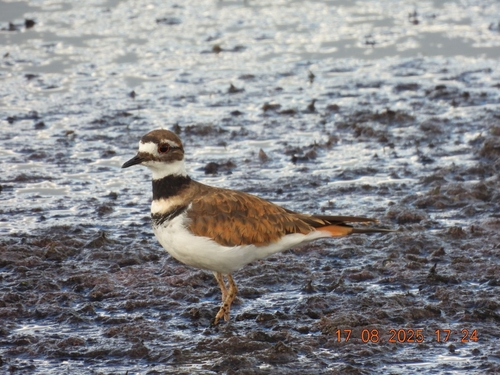 Killdeer