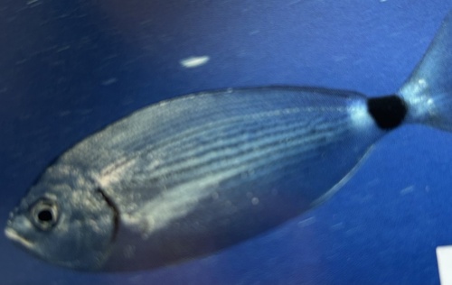 Oblada melanurus