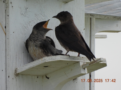 Purple Martin