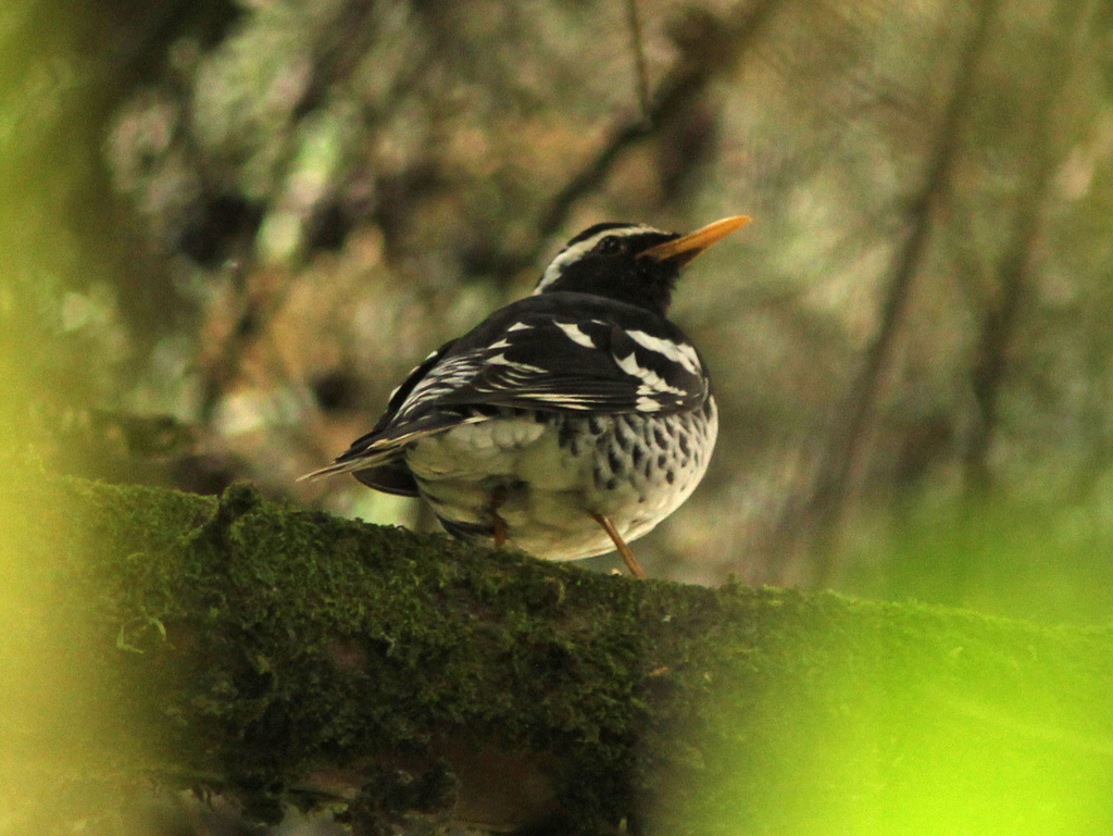 Pied Thrush photo