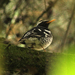 Pied Thrush - Photo (c) David Beadle, all rights reserved, uploaded by dbeadle