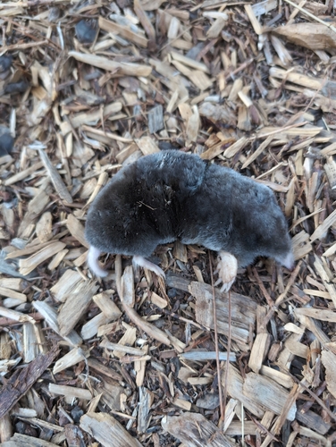 iNaturalist observation photo of Northern Broad-footed Mole