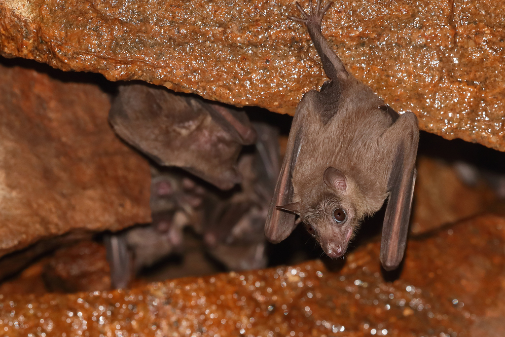 Leschenault’s Rousette (Rousettus leschenaultii)