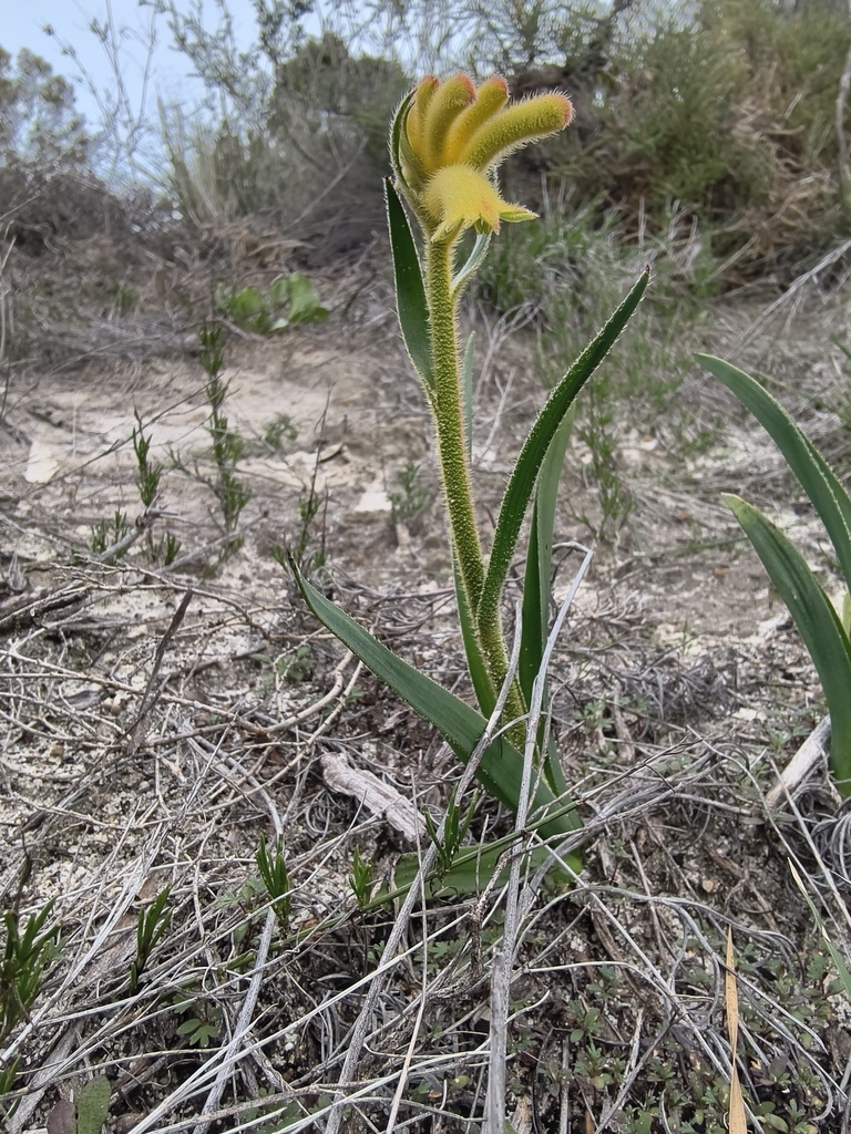Catspaw (Anigozanthos humilis)  iNaturalist