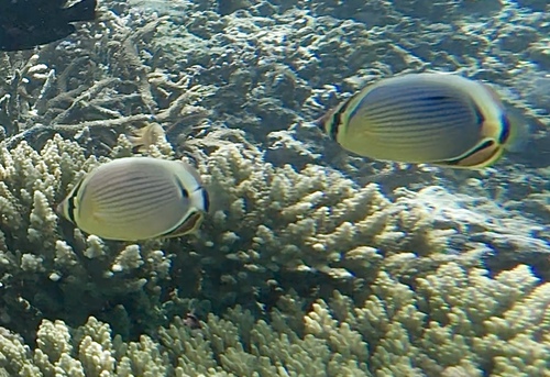 Redfin Butterflyfish — seen at this dive site