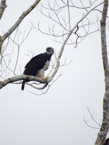 Harpy Eagle