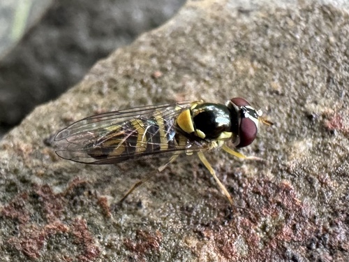 Unknown species found near W Stonecrop Rd, Wilson, WY, US