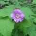 Rubus odoratus odoratus - Photo (c) Frank  J. Comodeca, todos los derechos reservados, subido por Frank  J. Comodeca