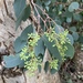 Eucalyptus polyanthemos polyanthemos - Photo (c) mercantour, all rights reserved, uploaded by mercantour
