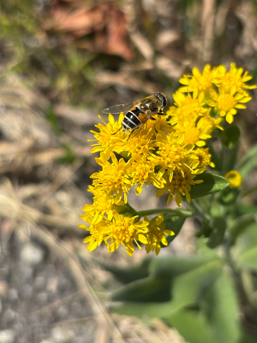Unknown species found near Doney Way, Bozeman, MT, US