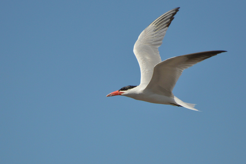Caspian Tern